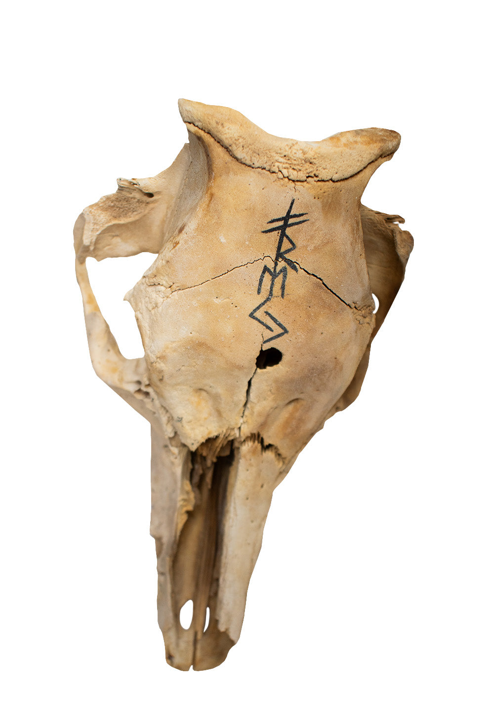 Mausoleum Altar For Norse Goddess Freya With Pig Skull