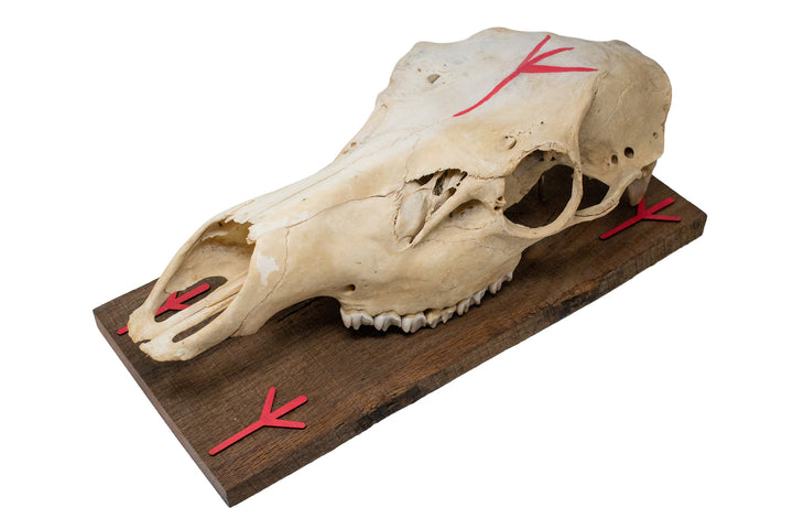 Elk skull and algiz rune wall hanger