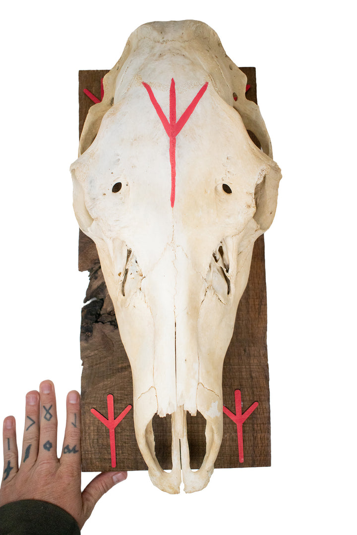 Elk skull and algiz rune wall hanger