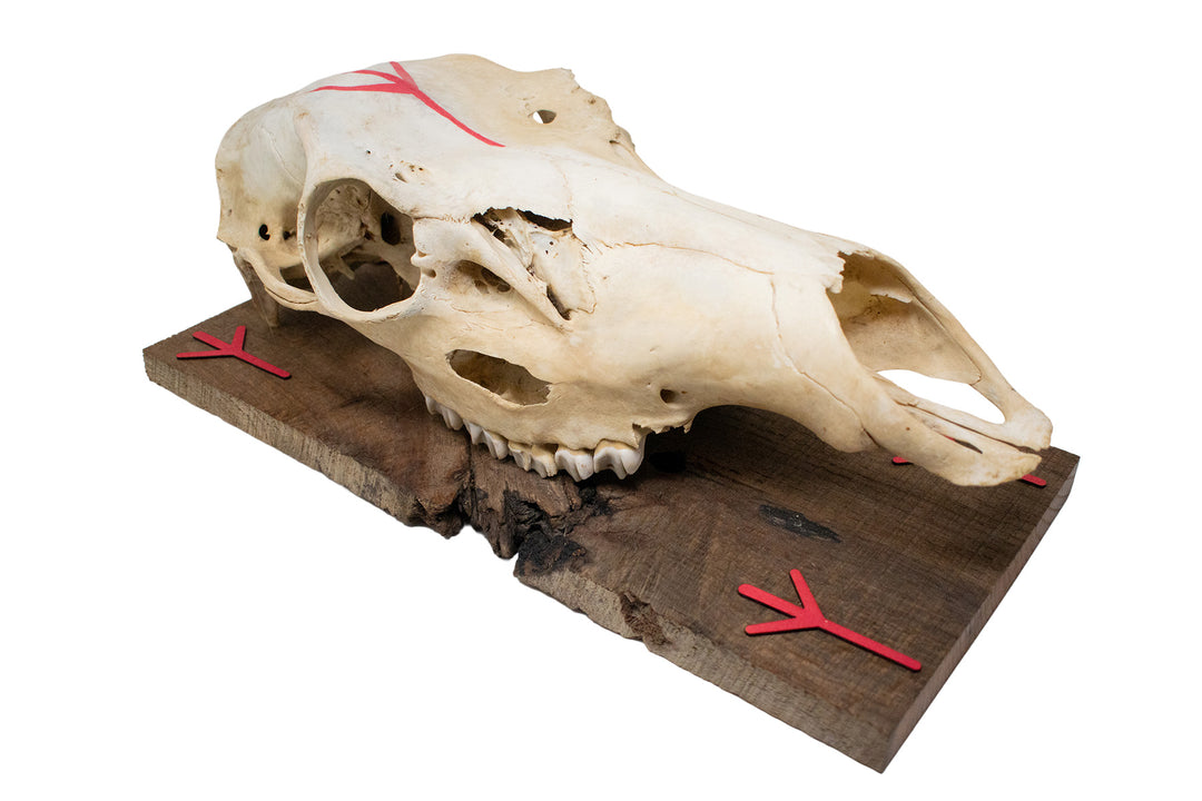 Elk skull and algiz rune wall hanger