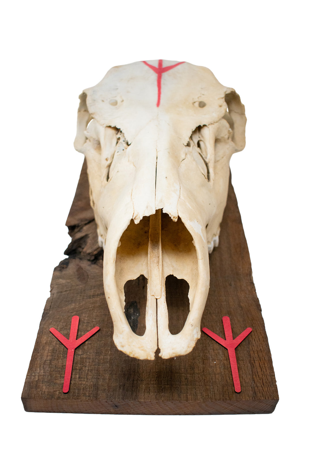 Elk skull and algiz rune wall hanger