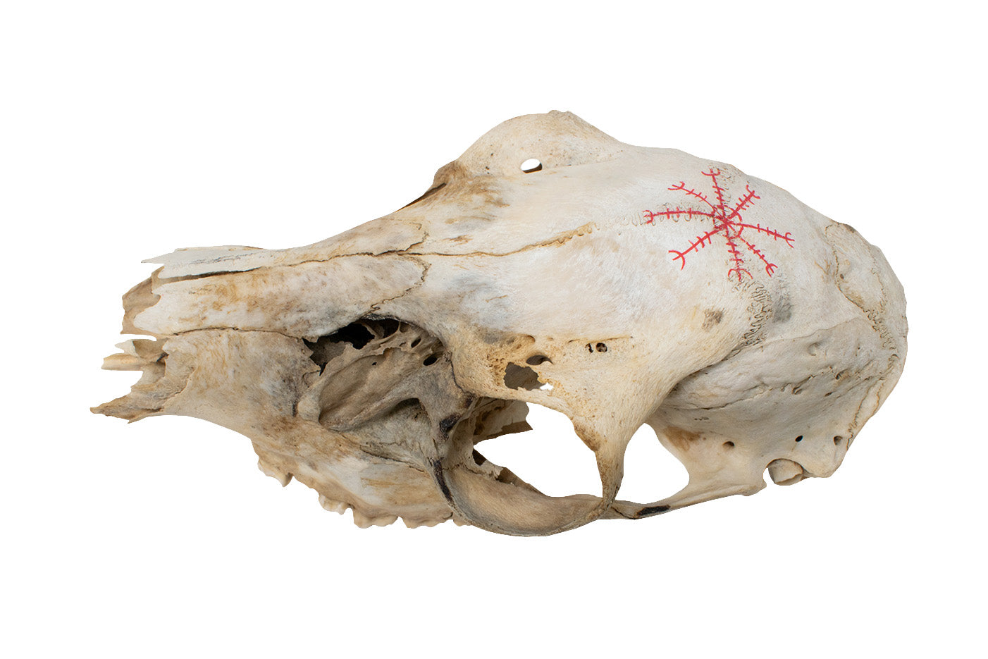 Mausoleum Altar With Icelandic Magical Staves And Deer Skull