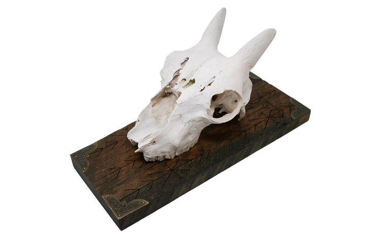 Big horn sheep ewe skull home protection wall hanger