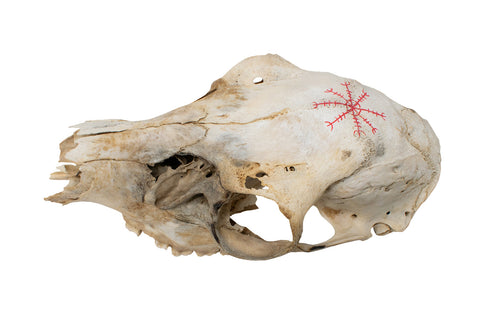 Image of Mausoleum Altar With Icelandic Magical Staves And Deer Skull