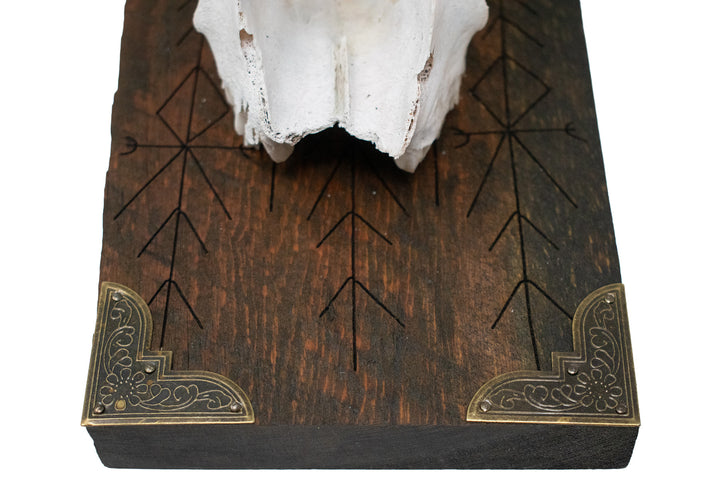 Big horn sheep ewe skull home protection wall hanger