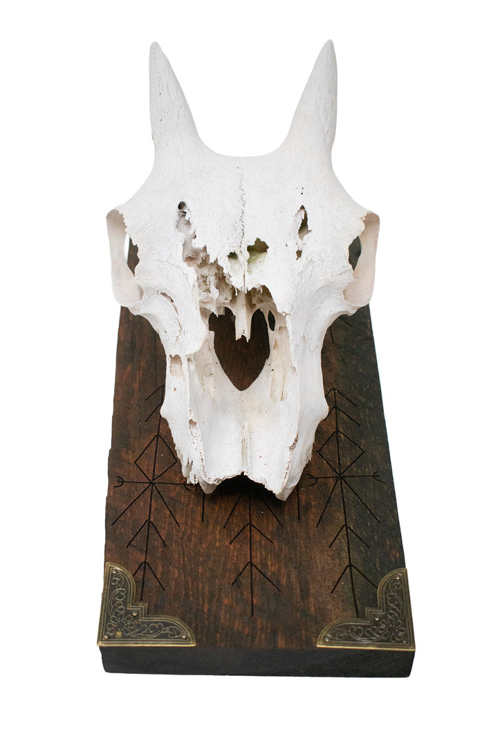 Big horn sheep ewe skull home protection wall hanger