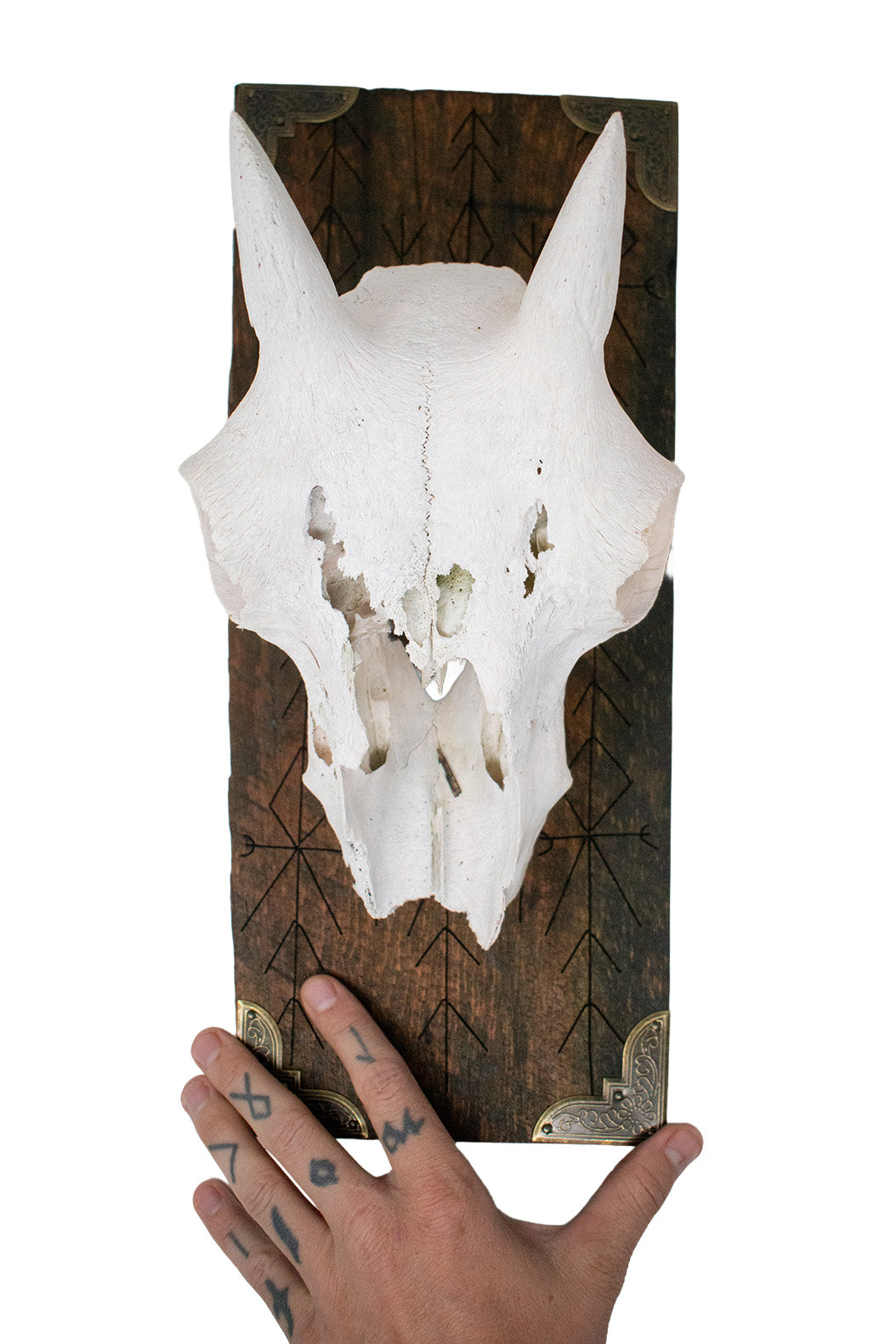 Big horn sheep ewe skull home protection wall hanger
