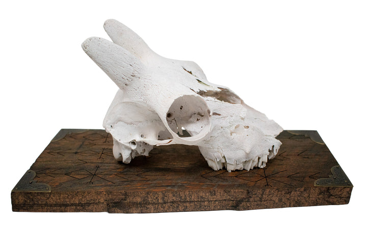 Big horn sheep ewe skull home protection wall hanger