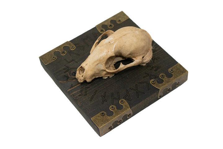 Runic circle raccoon skull wall hanger