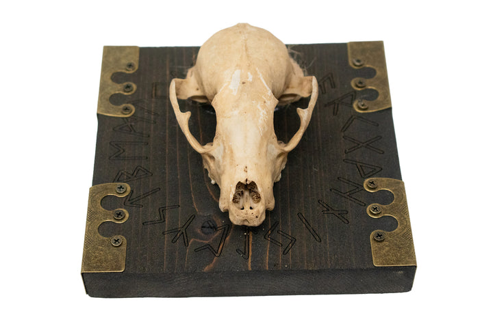 Runic circle raccoon skull wall hanger