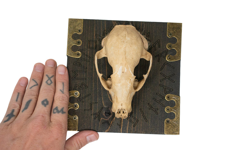 Runic circle raccoon skull wall hanger