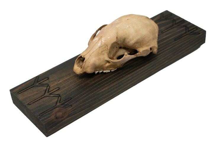 Raccoon skull Algiz rune wall hanger