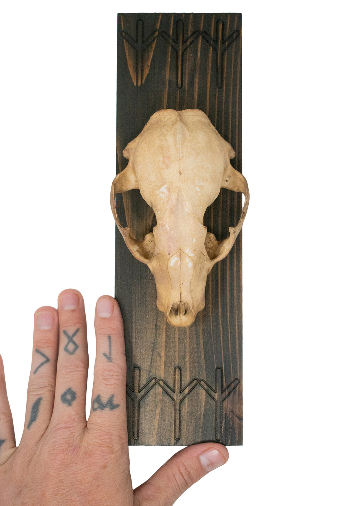 Raccoon skull Algiz rune wall hanger