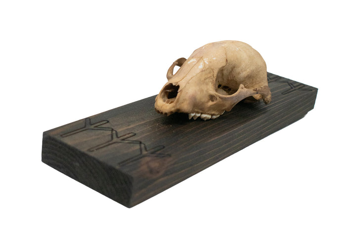 Raccoon skull Algiz rune wall hanger