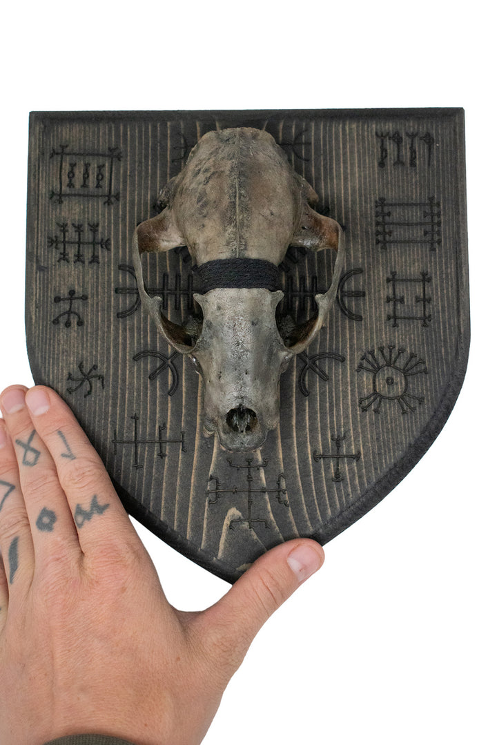 Blackened raccoon skull Icelandic magical staves wall hanger