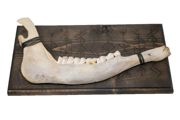 Elk jawbone Norse gods bindrune wall hanger