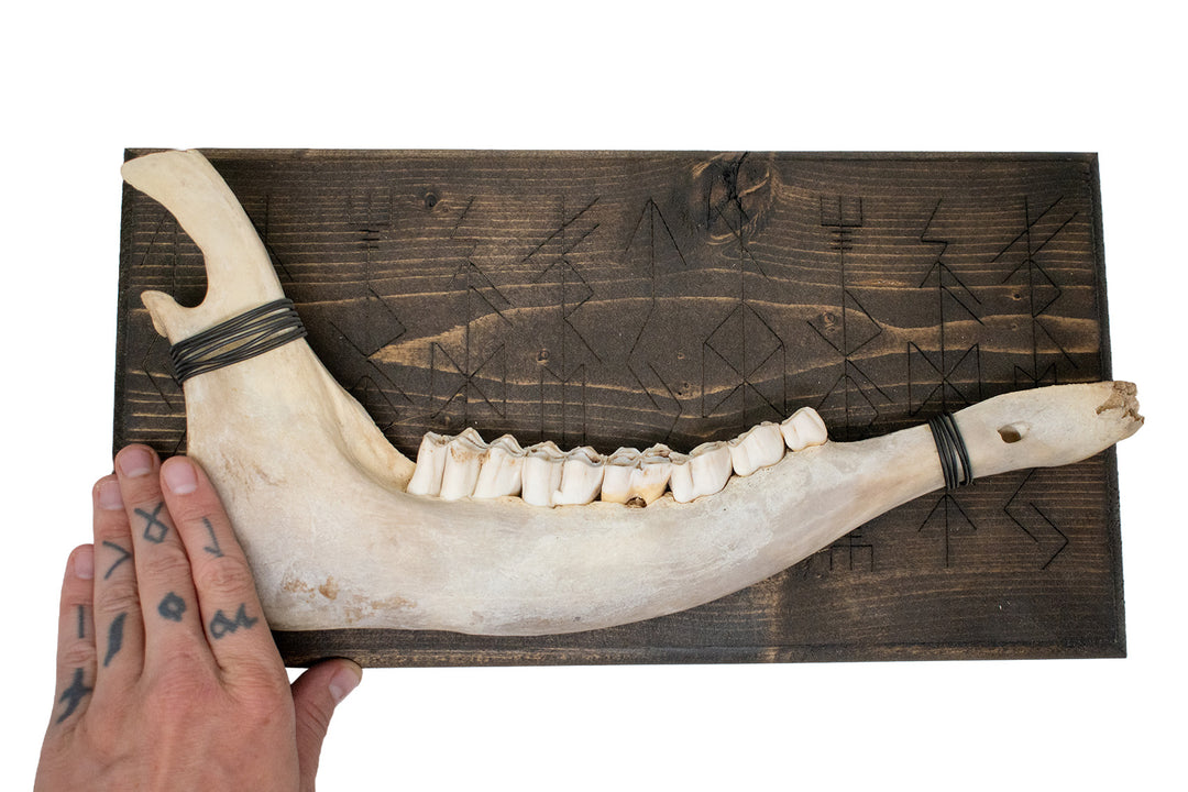 Elk jawbone Norse gods bindrune wall hanger