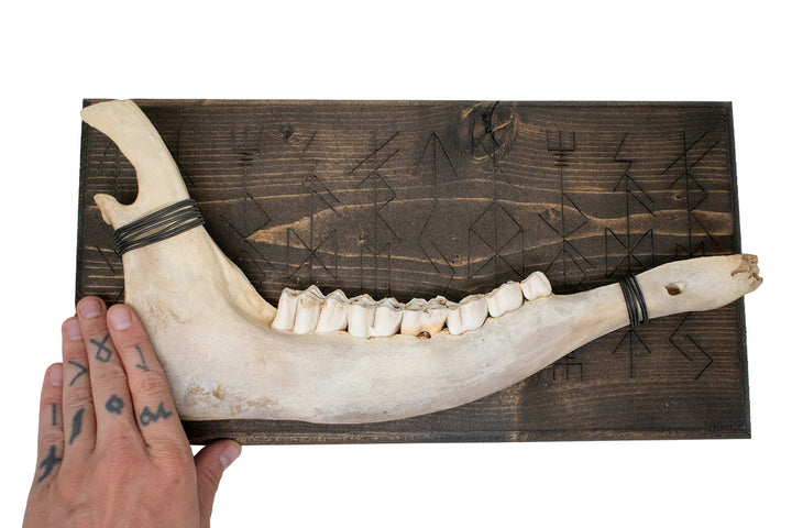 Elk jawbone Norse gods bindrune wall hanger