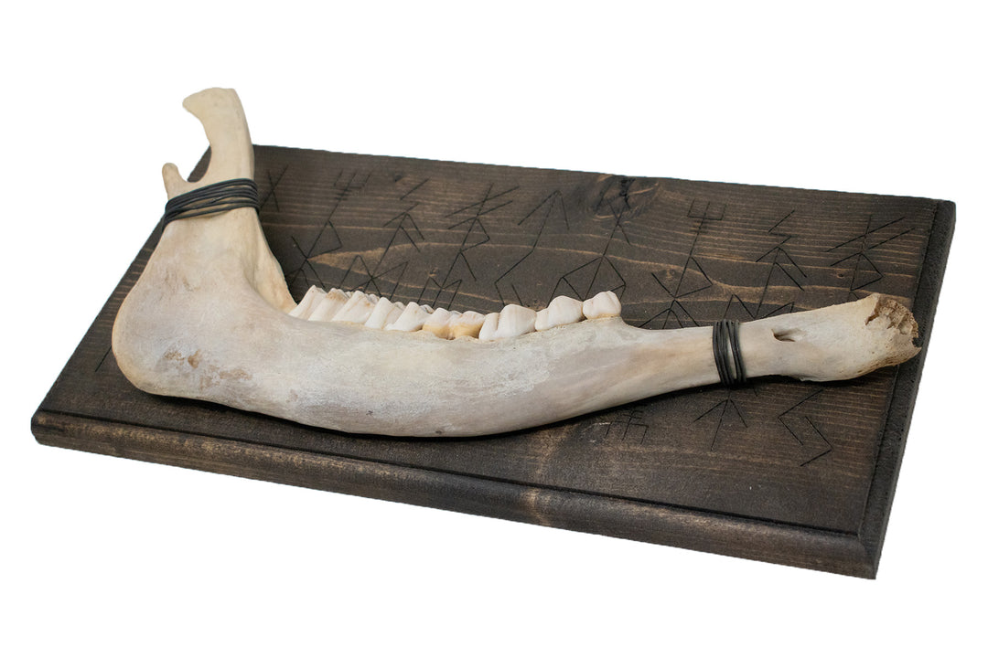 Elk jawbone Norse gods bindrune wall hanger