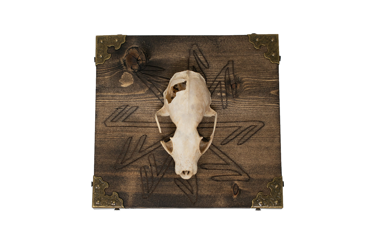 Connection To The Gods Stave Marten Skull Wall Hanger