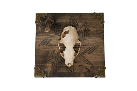 Image of Connection To The Gods Stave Marten Skull Wall Hanger