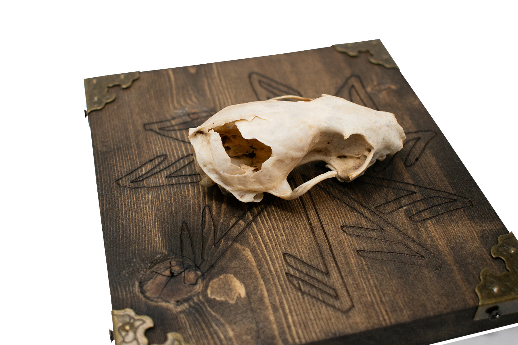 Connection To The Gods Stave Marten Skull Wall Hanger