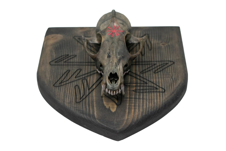 connection to the norse gods blackened coyote skull wall hanger