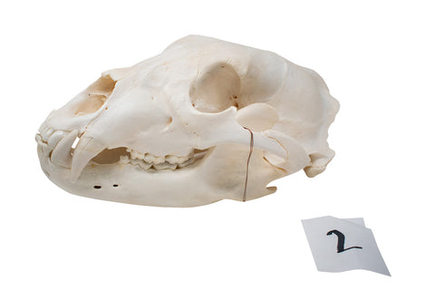 Image of XL black bear skull #2