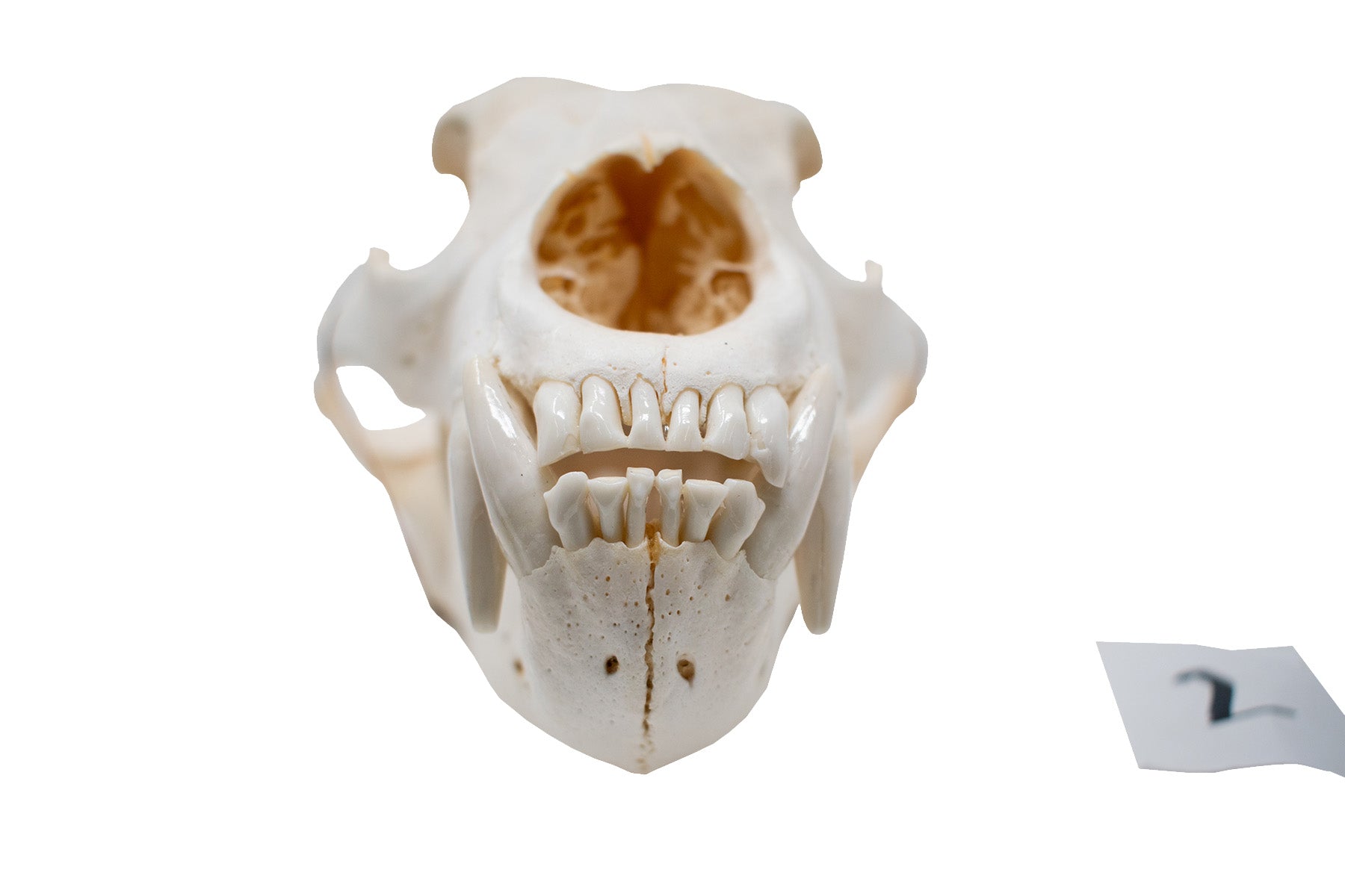 XL black bear skull #2