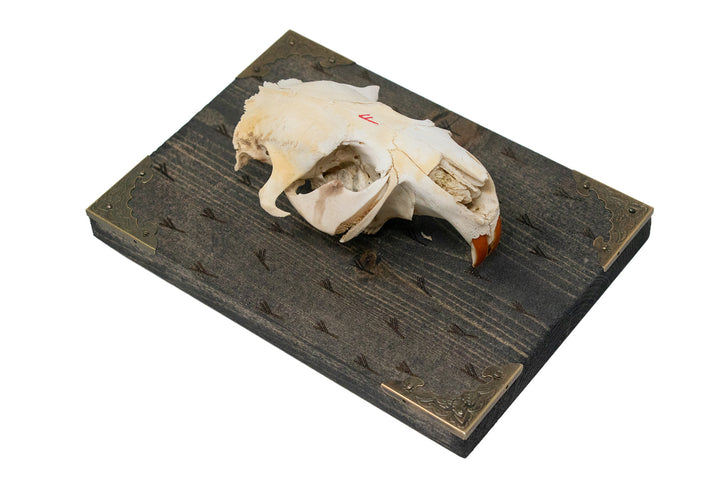 Beaver skull Fehu rune wall hanger