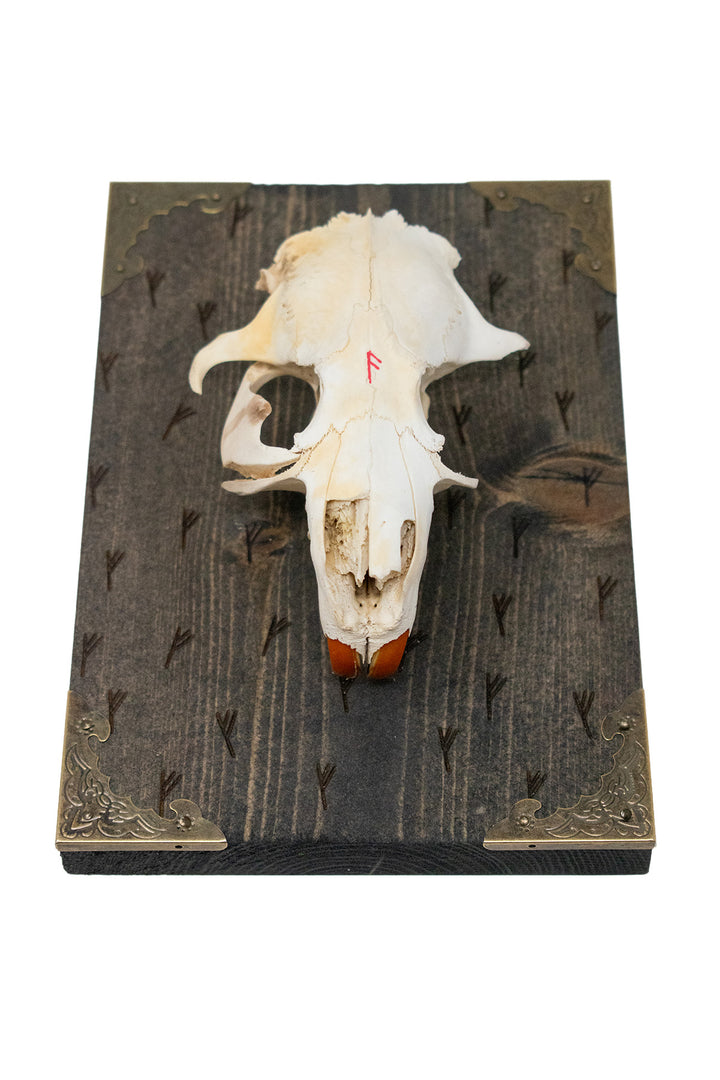 Beaver skull Fehu rune wall hanger