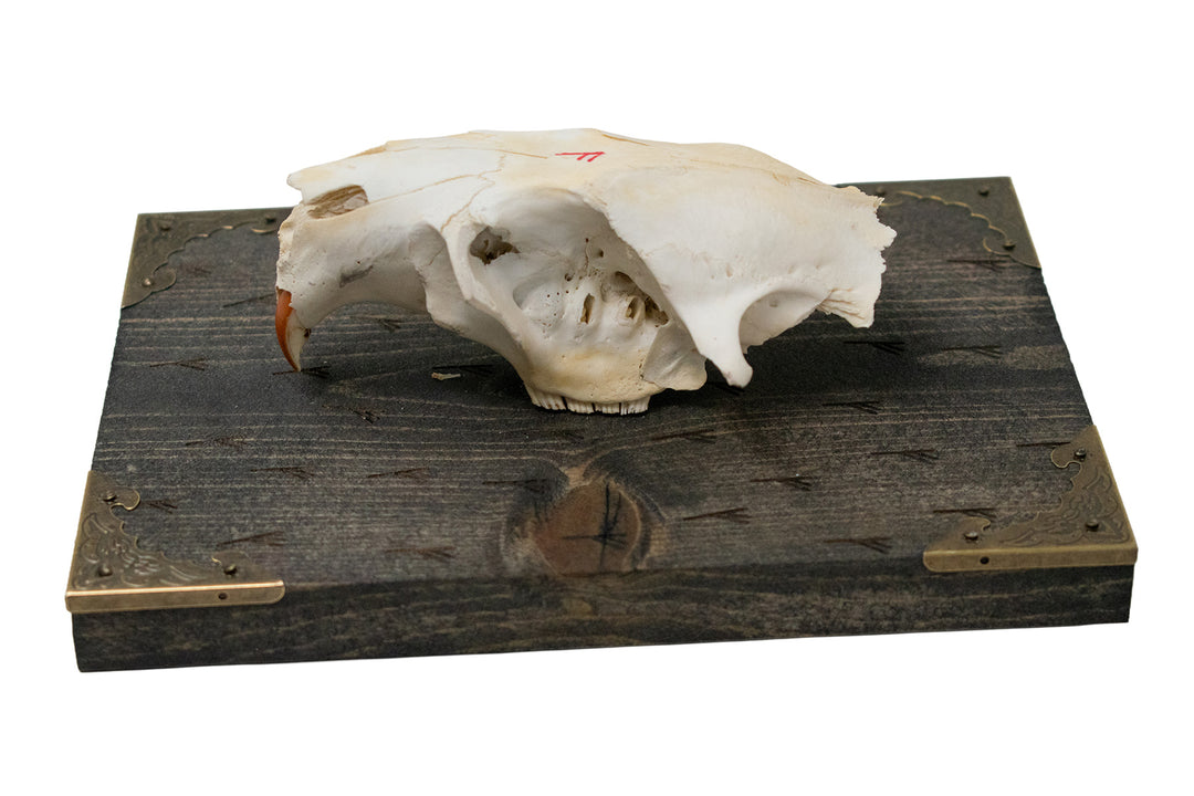 Beaver skull Fehu rune wall hanger