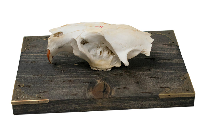 Beaver skull Fehu rune wall hanger