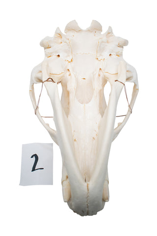 Image of XL black bear skull #2