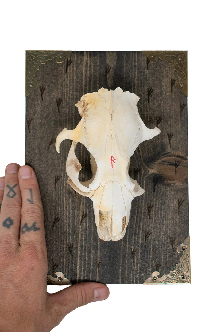 Beaver skull Fehu rune wall hanger