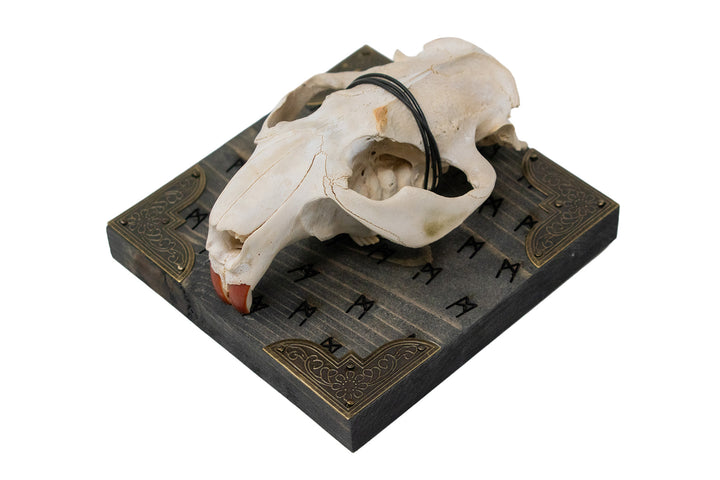Beaver skull Mannaz rune wall hanger