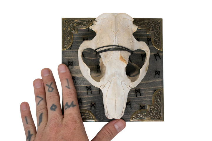 Beaver skull Mannaz rune wall hanger