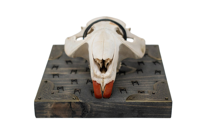 Beaver skull Mannaz rune wall hanger