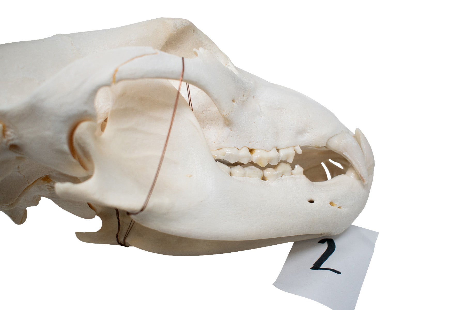 XL black bear skull #2