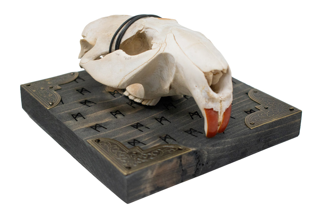 Beaver skull Mannaz rune wall hanger