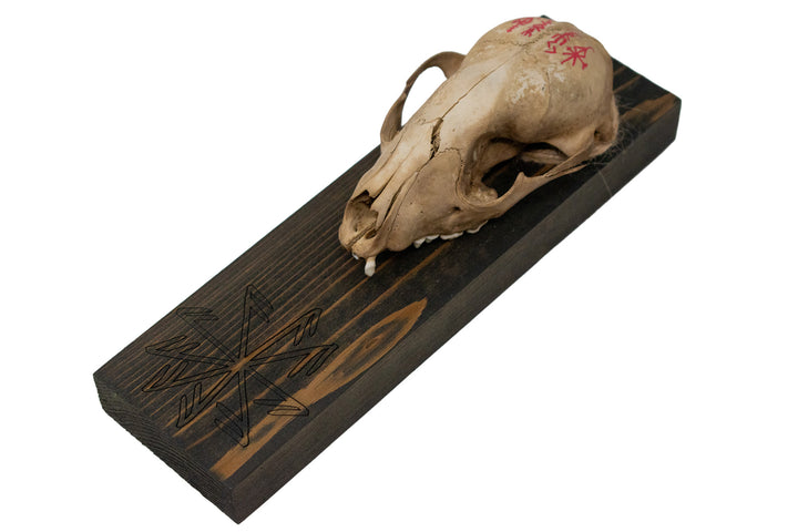 Connection to the gods raccoon skull wall hanger