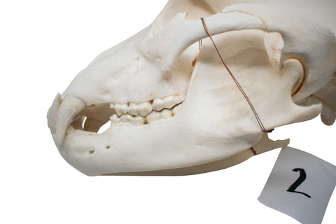 Image of XL black bear skull #2