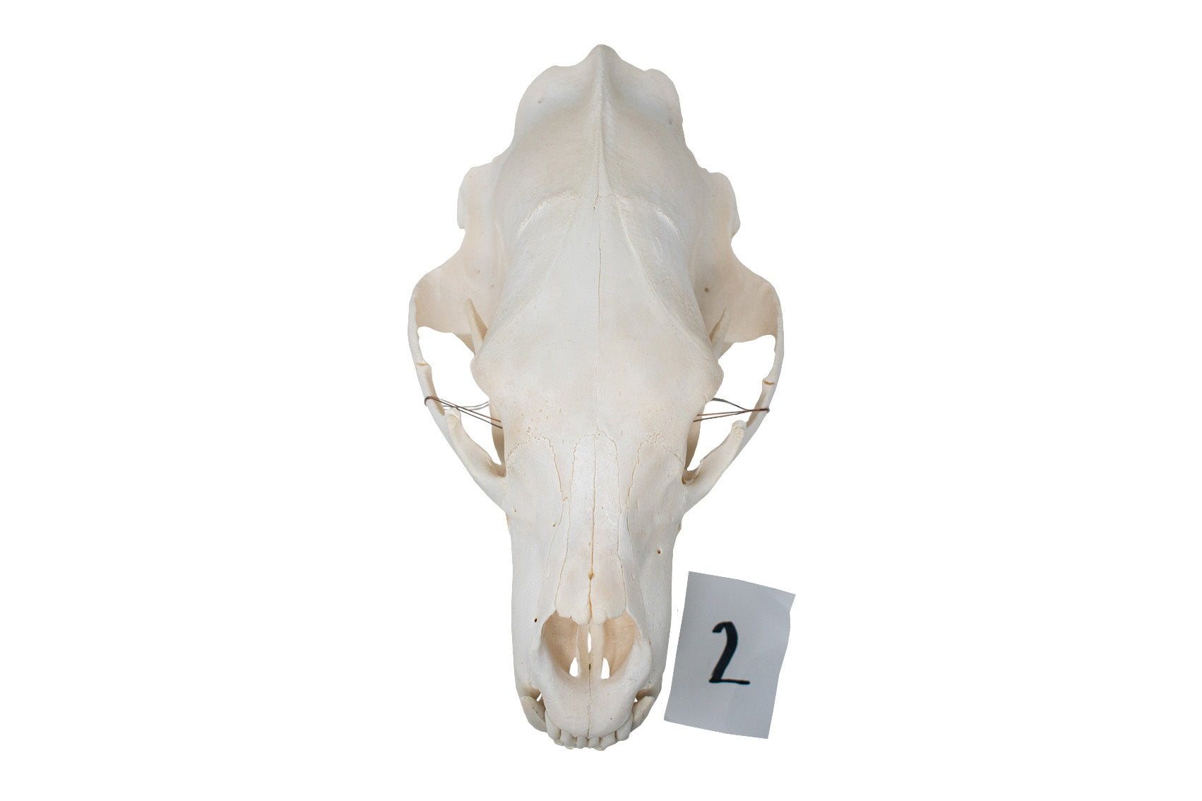 XL black bear skull #2