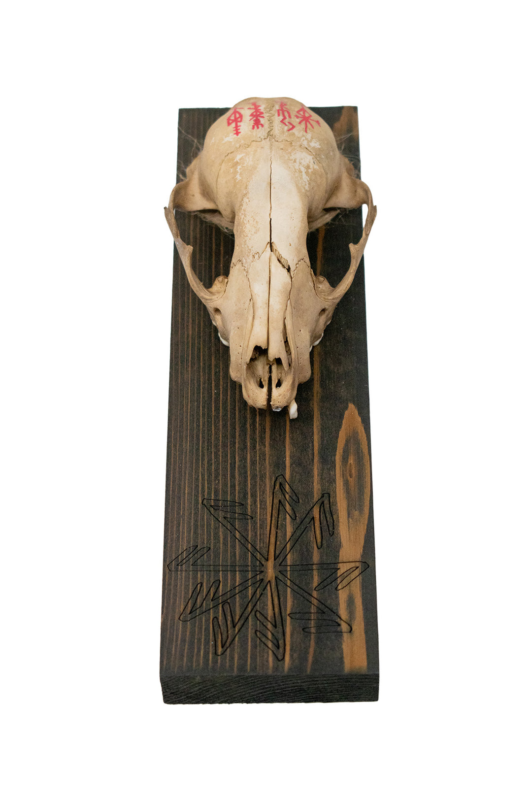 Connection to the gods raccoon skull wall hanger