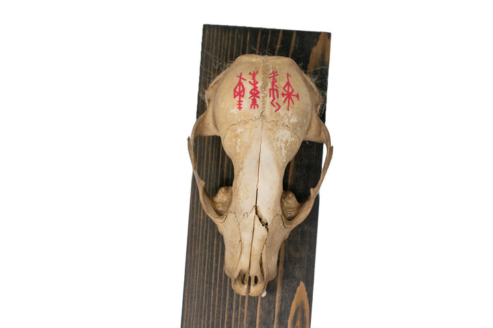 Connection to the gods raccoon skull wall hanger
