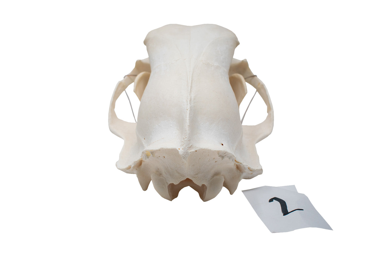 XL black bear skull #2