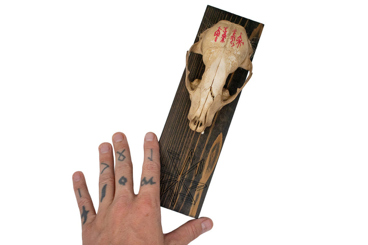 Connection to the gods raccoon skull wall hanger