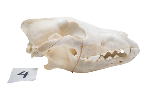 Image of wolf skull #4