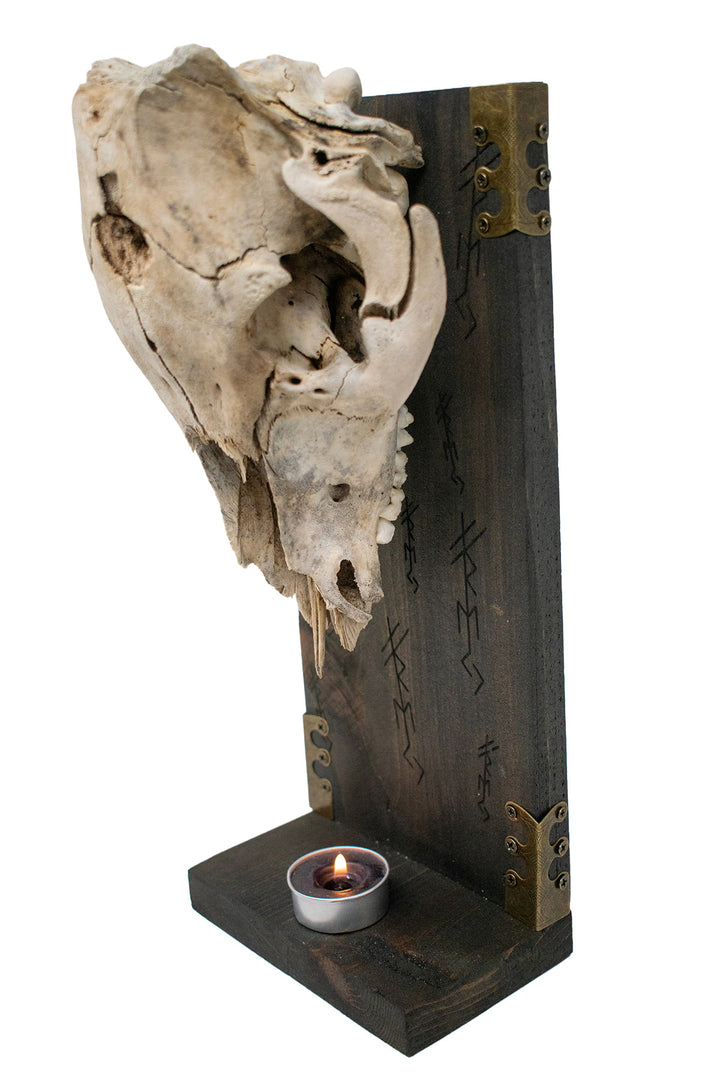 freya bindrune pig skull altar