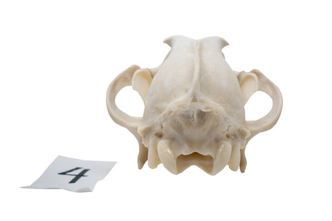 Image of wolf skull #4